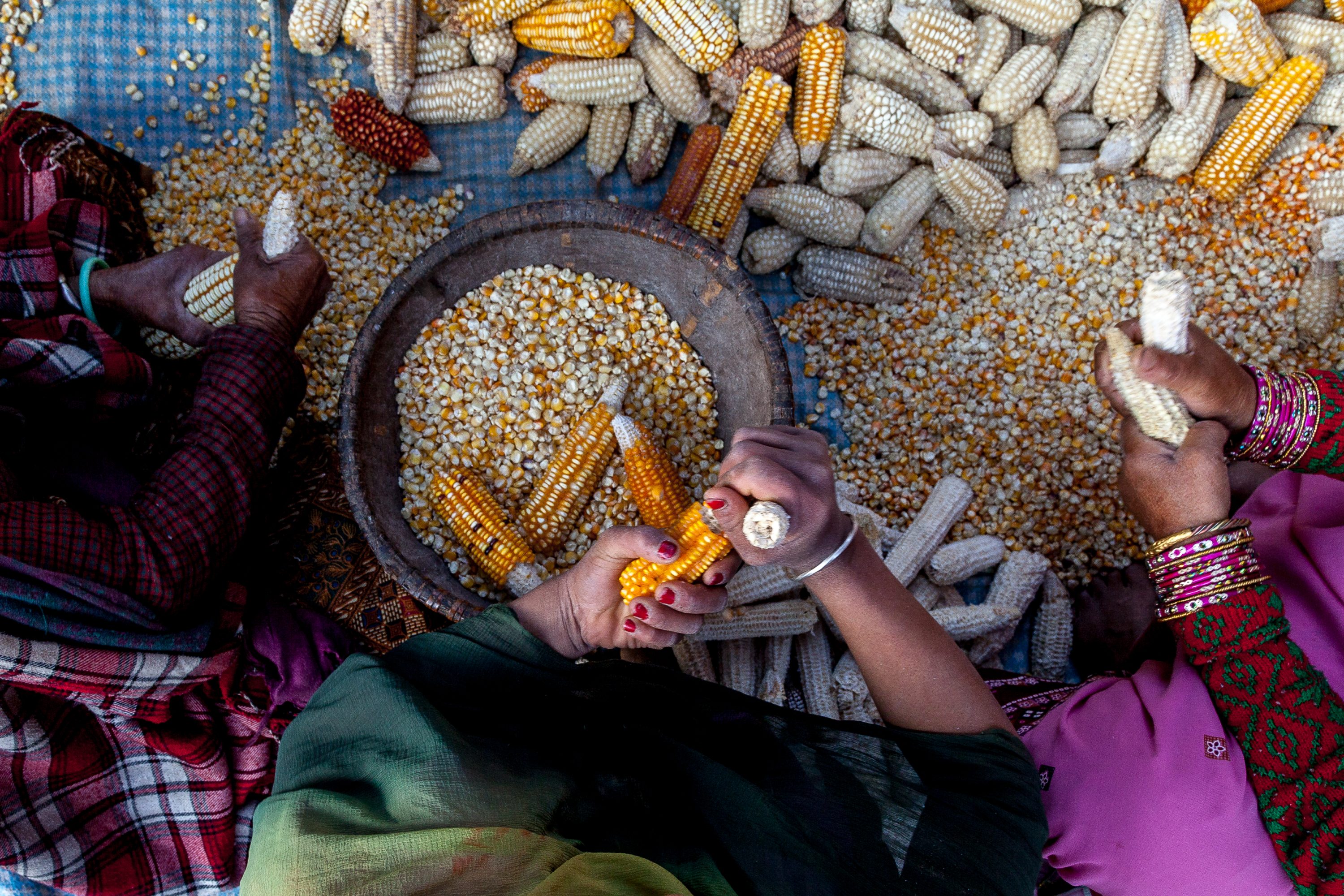 AGRICULTURE AND FOOD PORTFOLIO Members of a family husk corn in Nepal