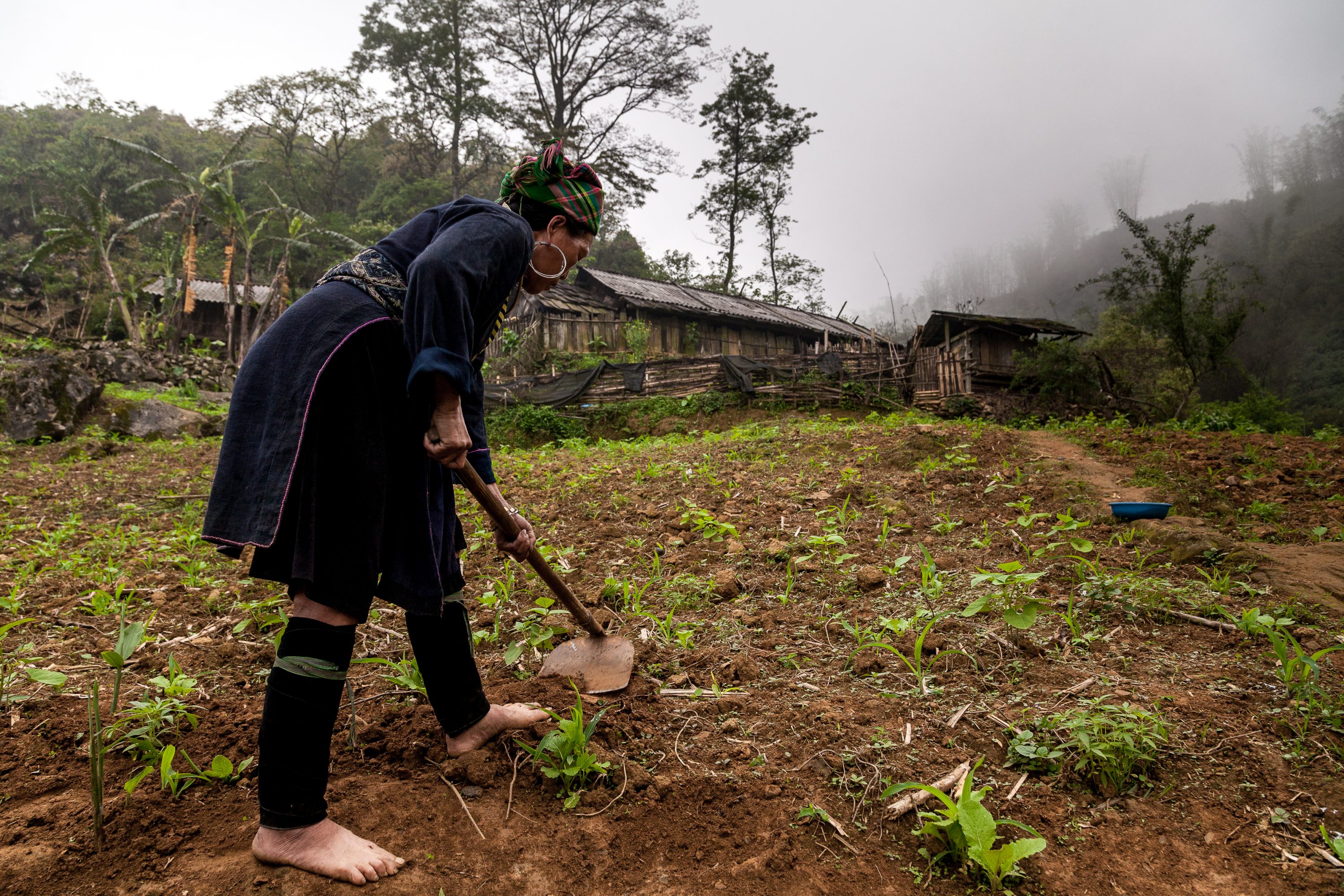 AGRICULTURE AND FOOD PORTFOLIO A Hmong woman tends to her family’s vegetable farm in Vietnam