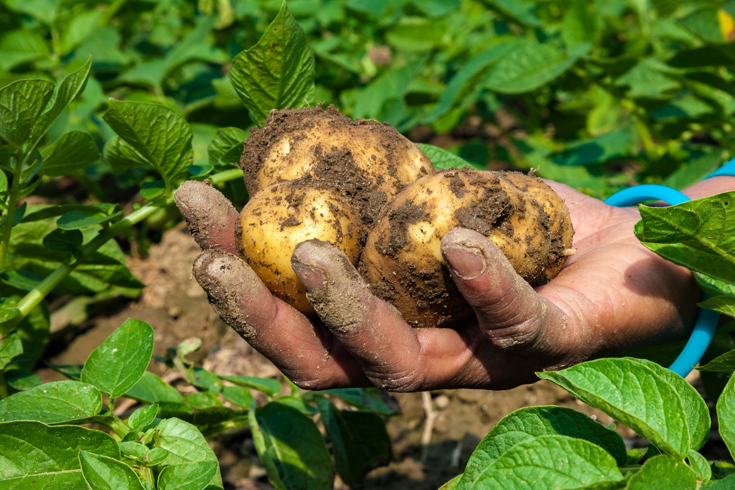 AGRICULTURE AND FOOD PORTFOLIO A woman holds recently-harvested potatoes in Nepal