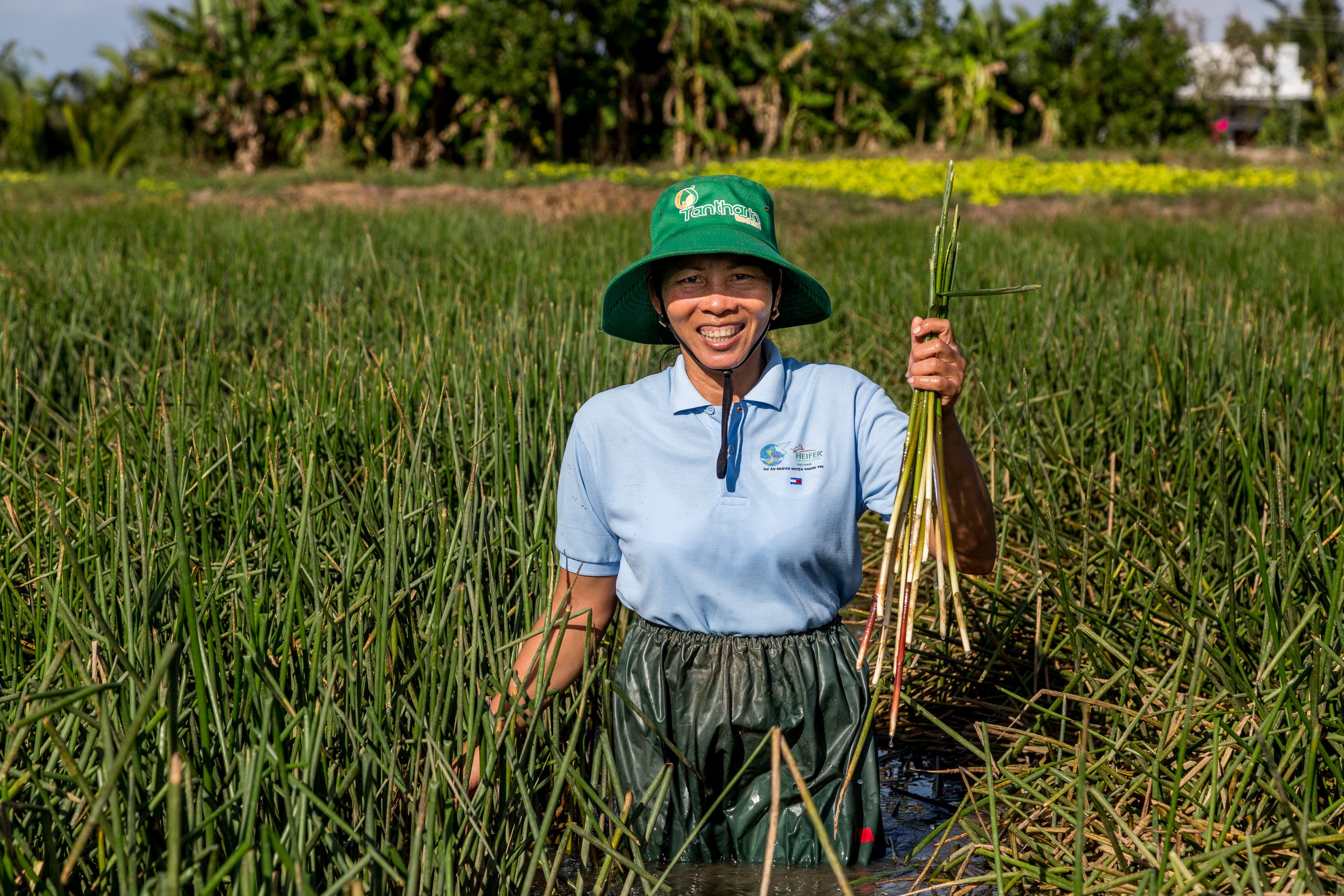 AGRICULTURE AND FOOD PORTFOLIO A woman smiles while picking water chestnuts in Vietnam