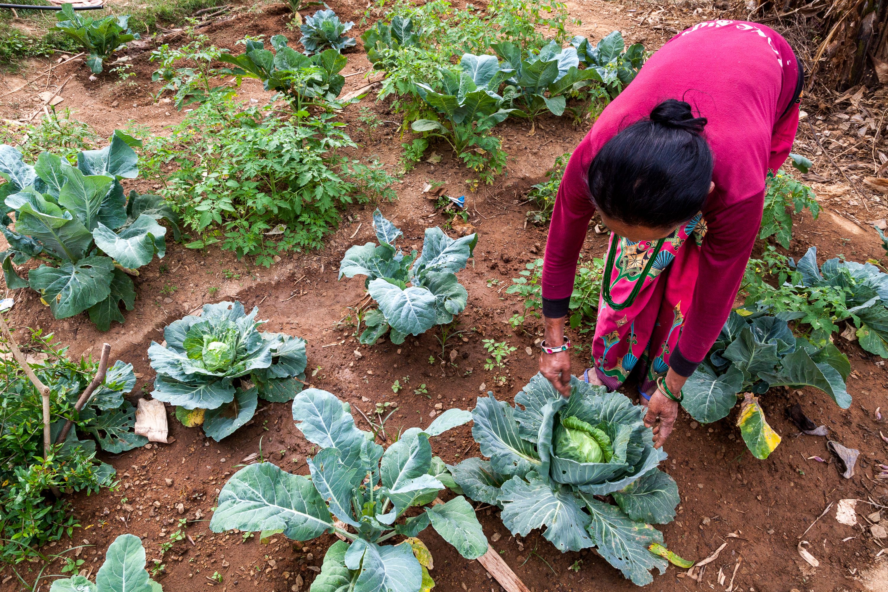 AGRICULTURE AND FOOD PORTFOLIO A woman tends to her cabbage patch in Nepal