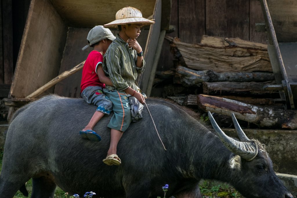 Two young boys ride a buffalo in Vietnam