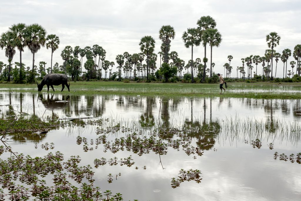 A herdsman leads his water buffaloes in a rain-flooded field in Cambodia
