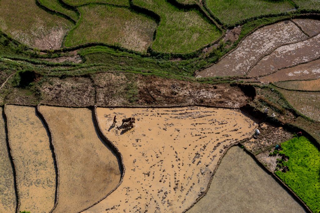 A farmer works in rice paddies in Nepal