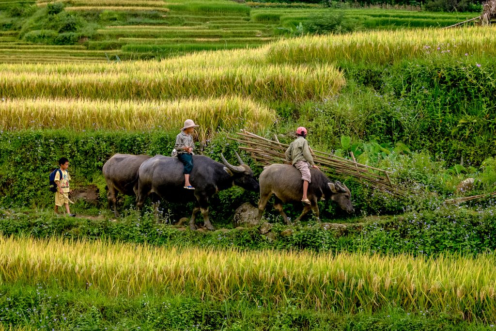A group of young boys ride a buffalo on their way to the local school in Vietnam